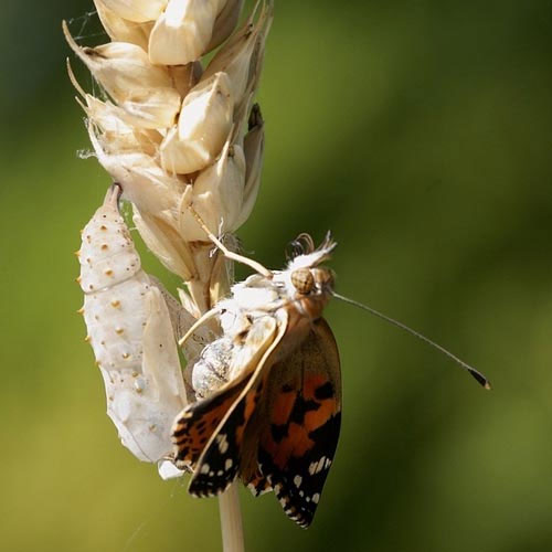 Picture 6 of See caterpillar butterflies
