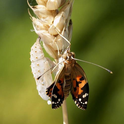 Picture 7 of See caterpillar butterflies