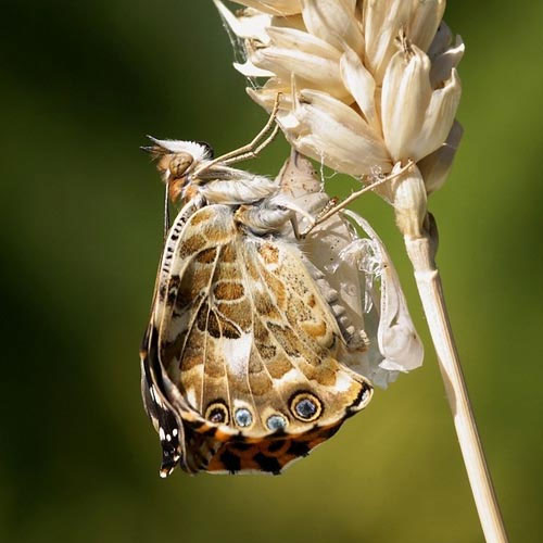 Picture 8 of See caterpillar butterflies