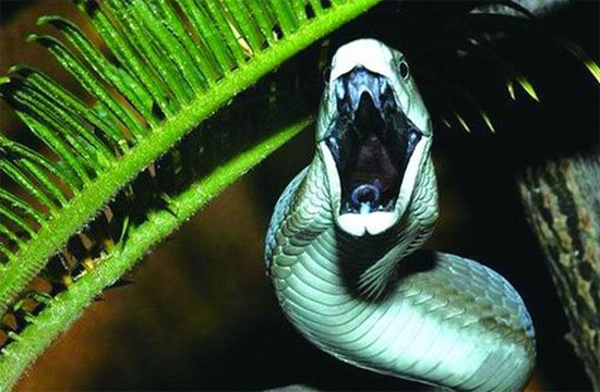 Picture 10 of See 'deadly beauty' of poisonous snakes