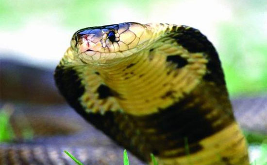 Picture 9 of See 'deadly beauty' of poisonous snakes