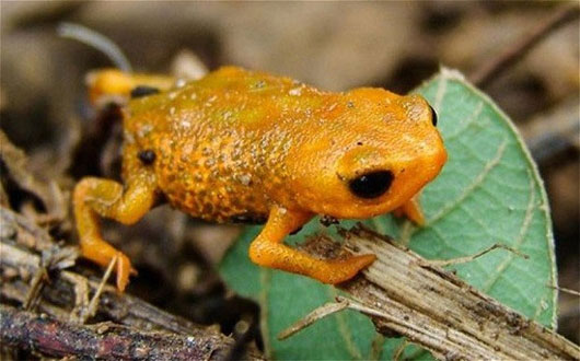 Picture 2 of See Earth's 'prophetic' animals endangered
