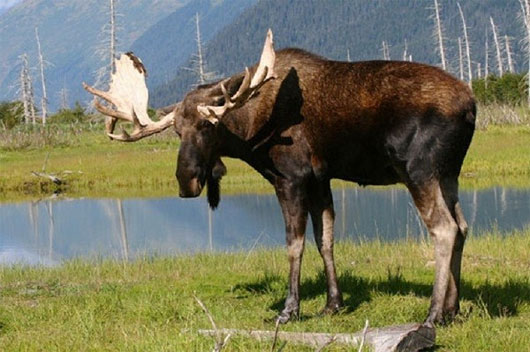 Picture 5 of See Earth's 'prophetic' animals endangered
