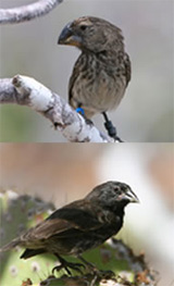 Picture 1 of See evidence of evolution