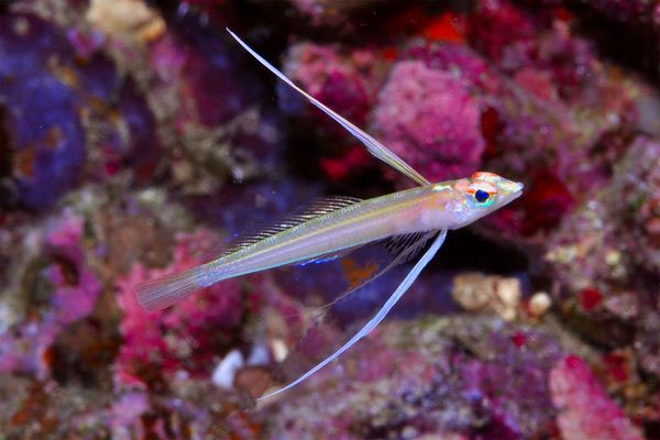 Picture 3 of See exotic fishes in the East India coral reef