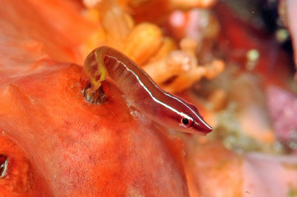 Picture 4 of See exotic fishes in the East India coral reef