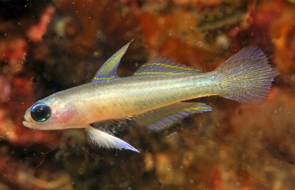 Picture 6 of See exotic fishes in the East India coral reef