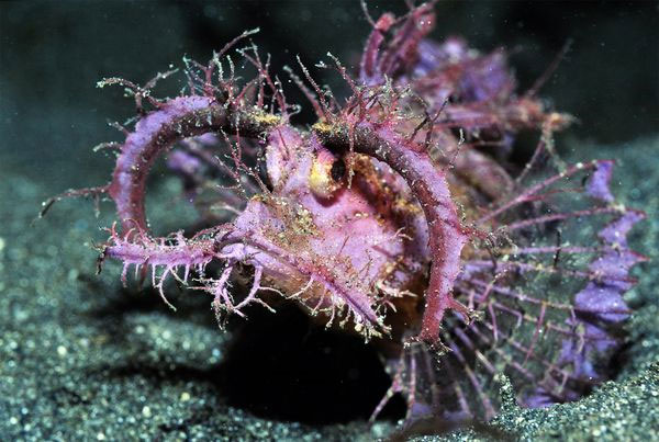 Picture 7 of See exotic fishes in the East India coral reef