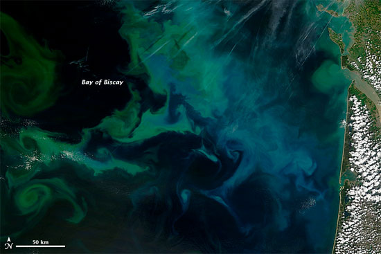 Picture 1 of See giant algae from the universe