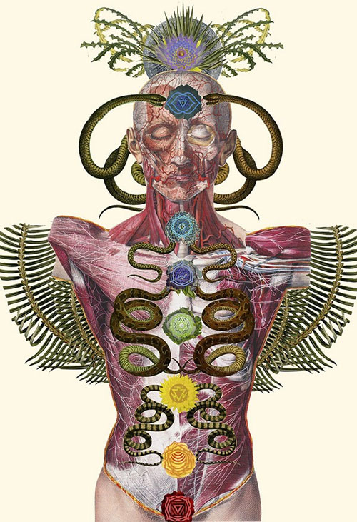 Picture 4 of See human anatomy, through a unique set of floral images
