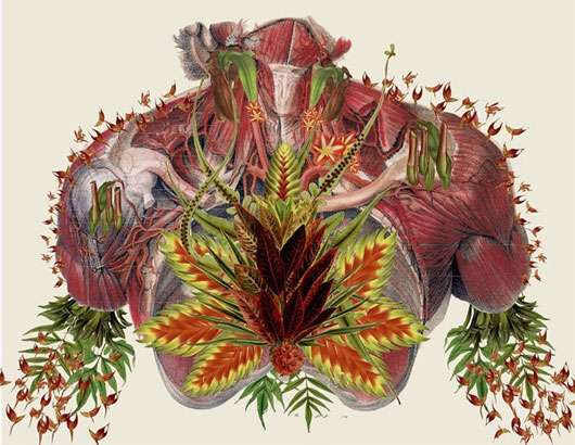 Picture 5 of See human anatomy, through a unique set of floral images