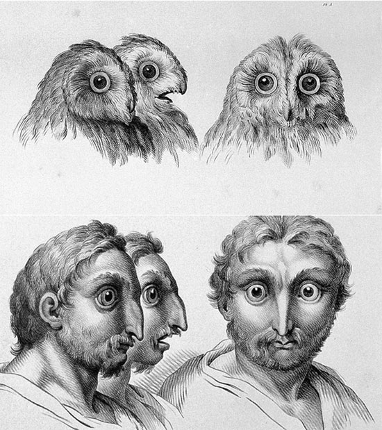 Picture 1 of See 'human beauty' if evolved from pigs, cows and bears