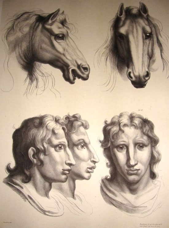 Picture 10 of See 'human beauty' if evolved from pigs, cows and bears