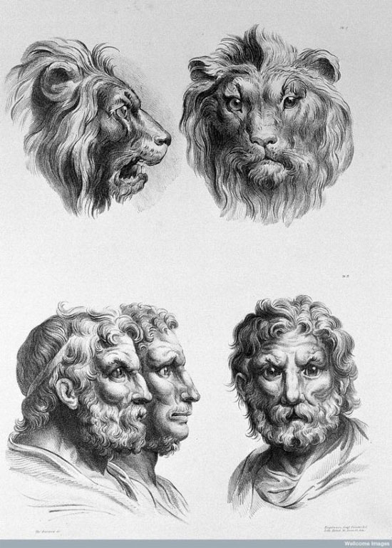 Picture 12 of See 'human beauty' if evolved from pigs, cows and bears