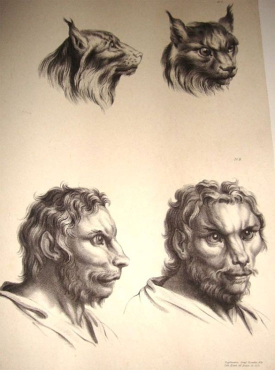 Picture 13 of See 'human beauty' if evolved from pigs, cows and bears