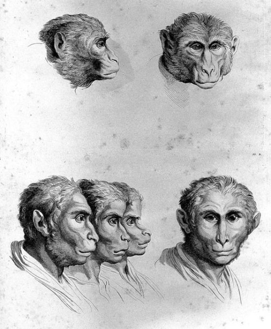 Picture 14 of See 'human beauty' if evolved from pigs, cows and bears