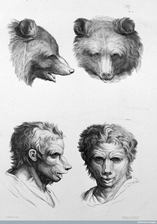 Picture 2 of See 'human beauty' if evolved from pigs, cows and bears