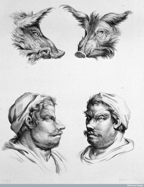 Picture 4 of See 'human beauty' if evolved from pigs, cows and bears