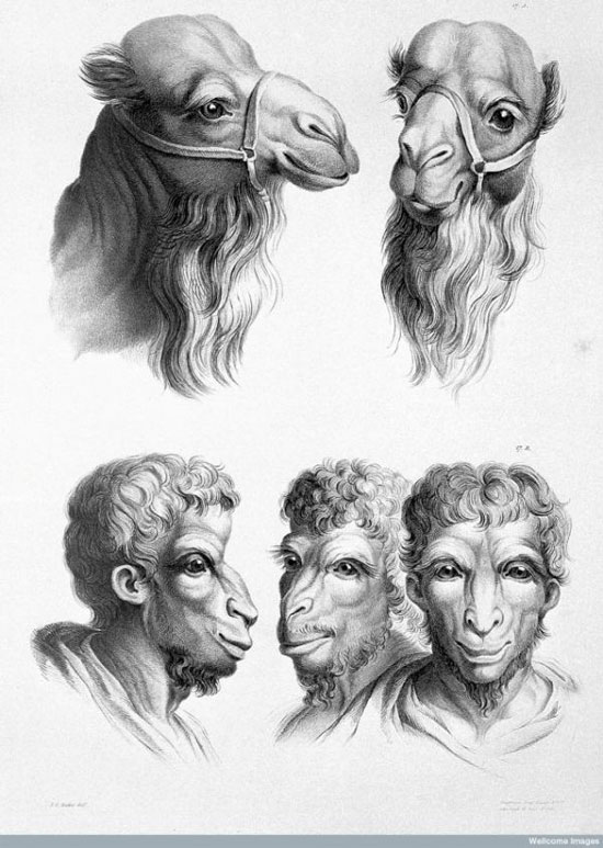 Picture 5 of See 'human beauty' if evolved from pigs, cows and bears