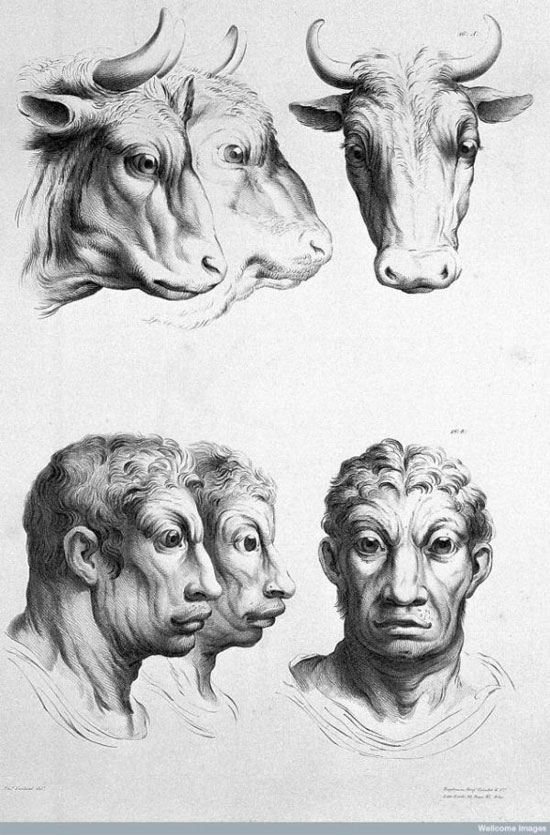 Picture 6 of See 'human beauty' if evolved from pigs, cows and bears