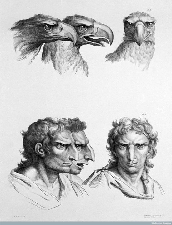 Picture 8 of See 'human beauty' if evolved from pigs, cows and bears