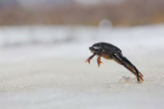 Picture 5 of See love frog on an altitude of 1.800m