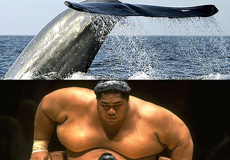 Picture 9 of See people 'versus' animals