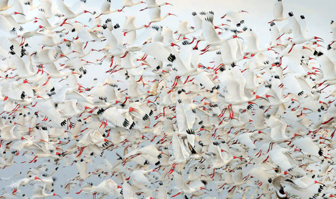 Picture 12 of See pictures of migrant animals