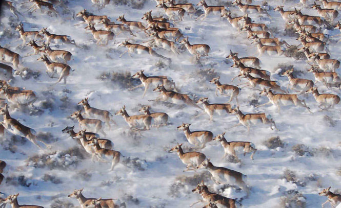 Picture 16 of See pictures of migrant animals