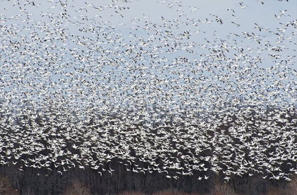 Picture 20 of See pictures of migrant animals