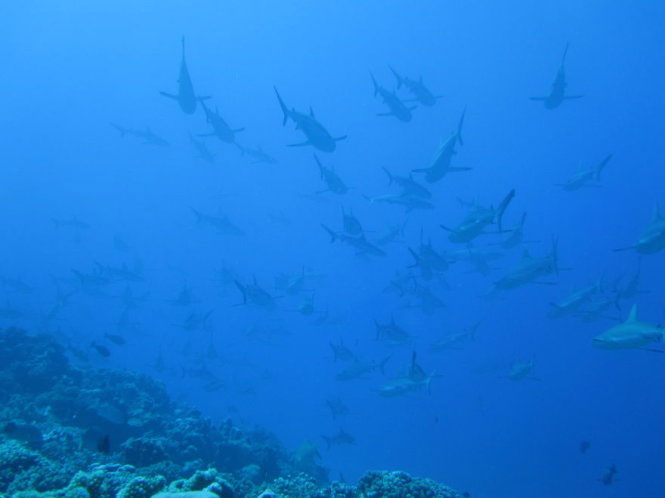 Picture 21 of See pictures of migrant animals
