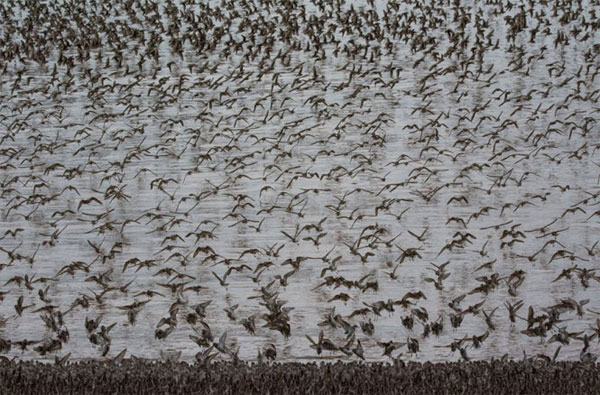 Picture 22 of See pictures of migrant animals