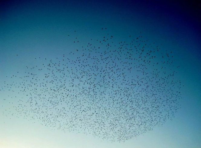 Picture 24 of See pictures of migrant animals