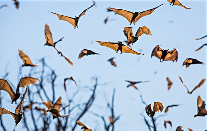Picture 9 of See pictures of migrant animals