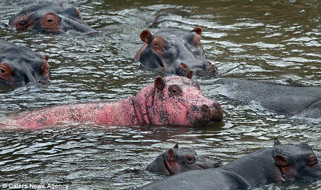 Picture 1 of See rare pink hippos in Kenya
