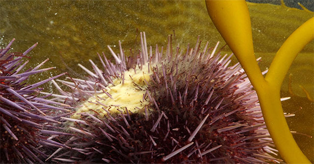 Picture 1 of See sea urchins turned upside down from the inside out to ... be reborn