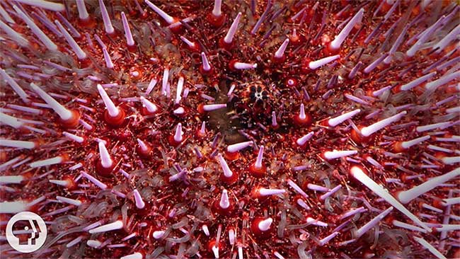Picture 2 of See sea urchins turned upside down from the inside out to ... be reborn