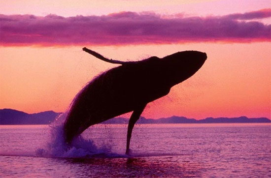 Picture 1 of See the amazing performance of humpback whales