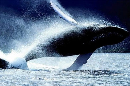 Picture 4 of See the amazing performance of humpback whales