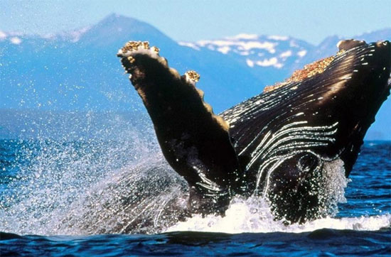 Picture 6 of See the amazing performance of humpback whales