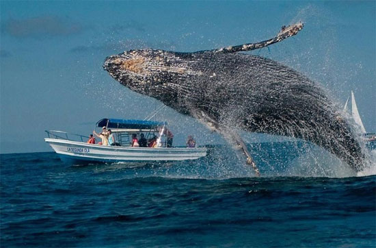 Picture 7 of See the amazing performance of humpback whales