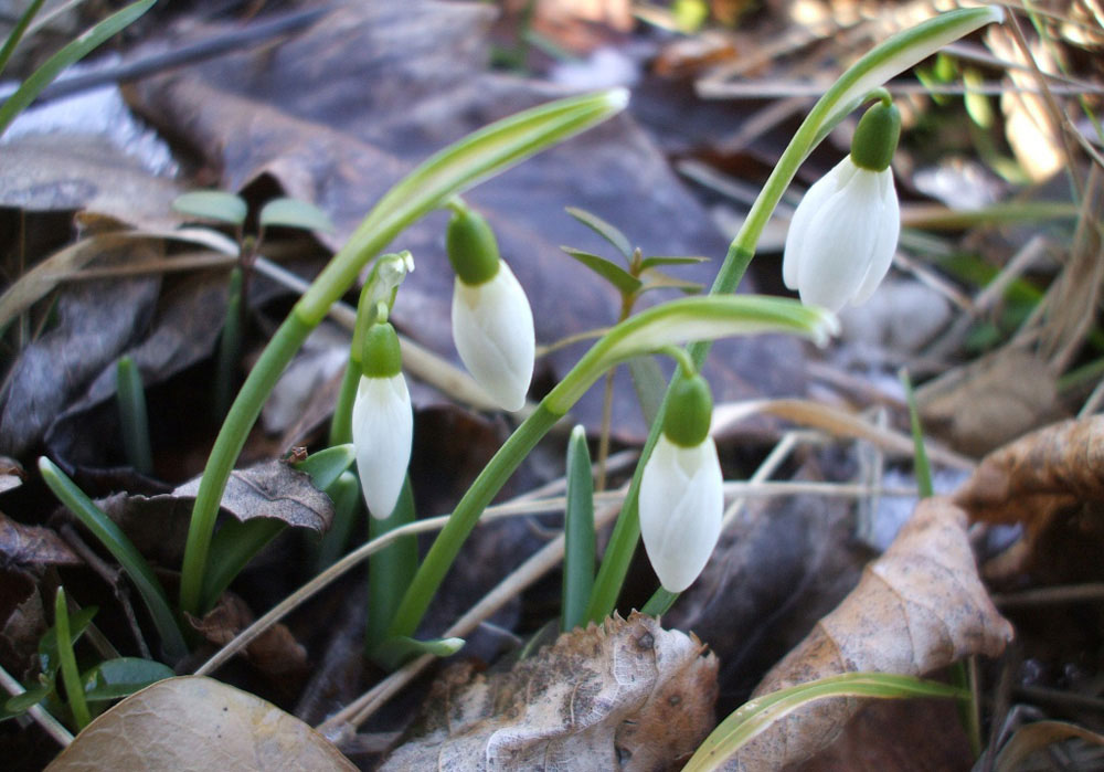 Picture 10 of See the beauty and legendary vitality of snow-blown flowers