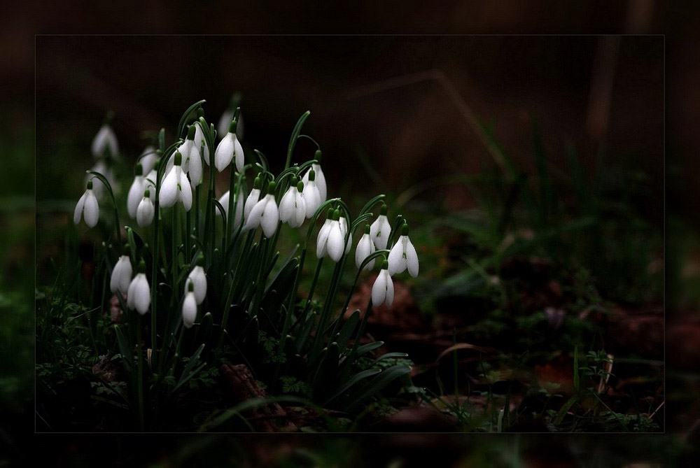 Picture 11 of See the beauty and legendary vitality of snow-blown flowers