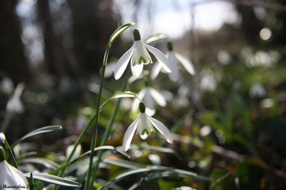 Picture 12 of See the beauty and legendary vitality of snow-blown flowers
