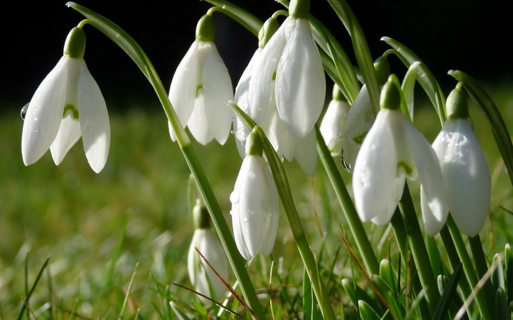 Picture 13 of See the beauty and legendary vitality of snow-blown flowers