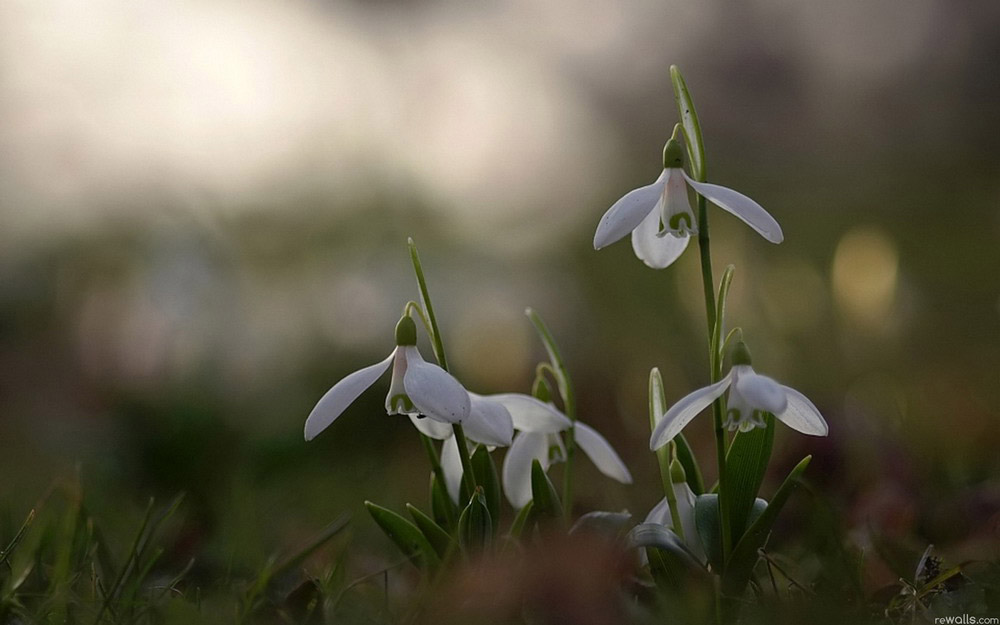 Picture 14 of See the beauty and legendary vitality of snow-blown flowers