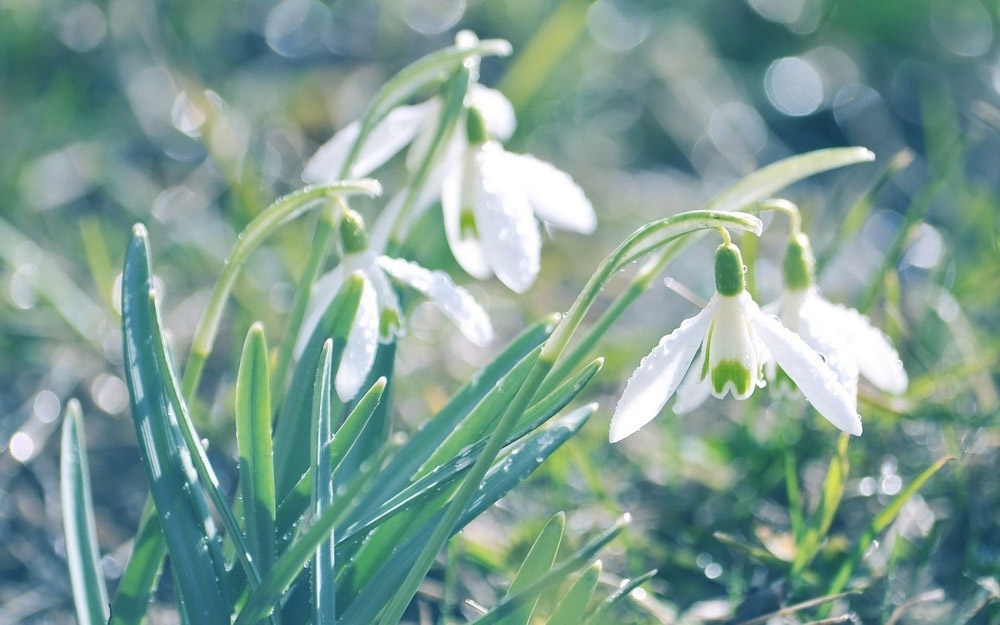 Picture 15 of See the beauty and legendary vitality of snow-blown flowers