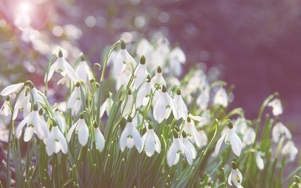 Picture 16 of See the beauty and legendary vitality of snow-blown flowers