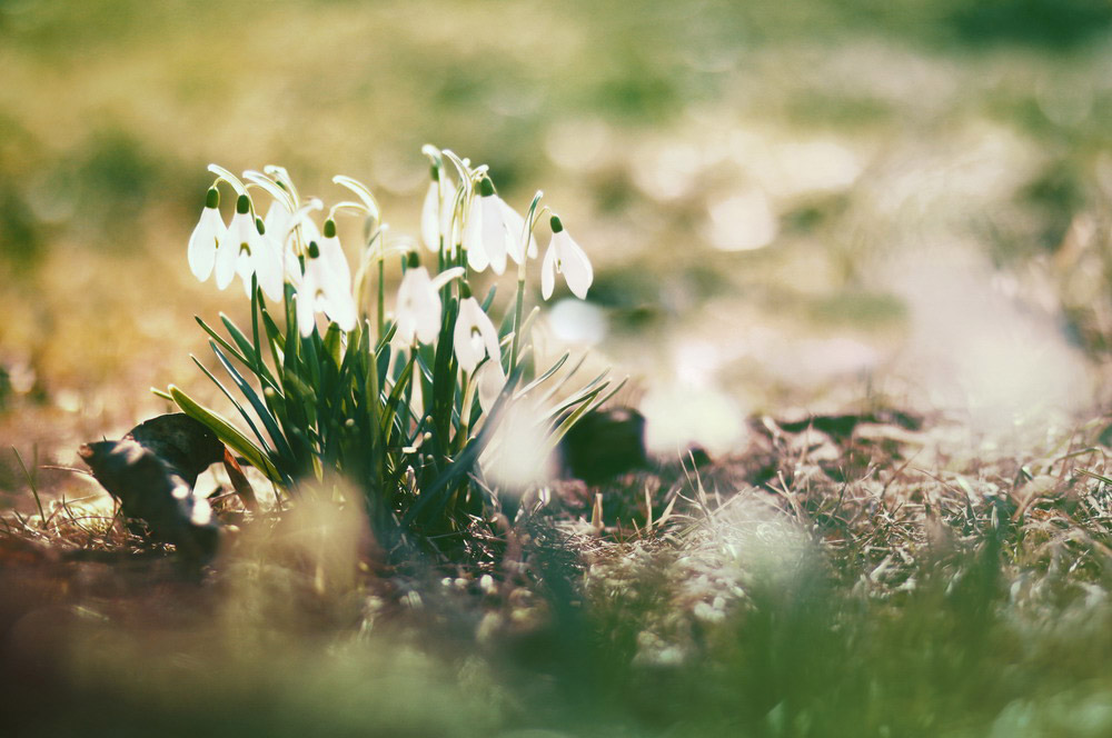Picture 17 of See the beauty and legendary vitality of snow-blown flowers