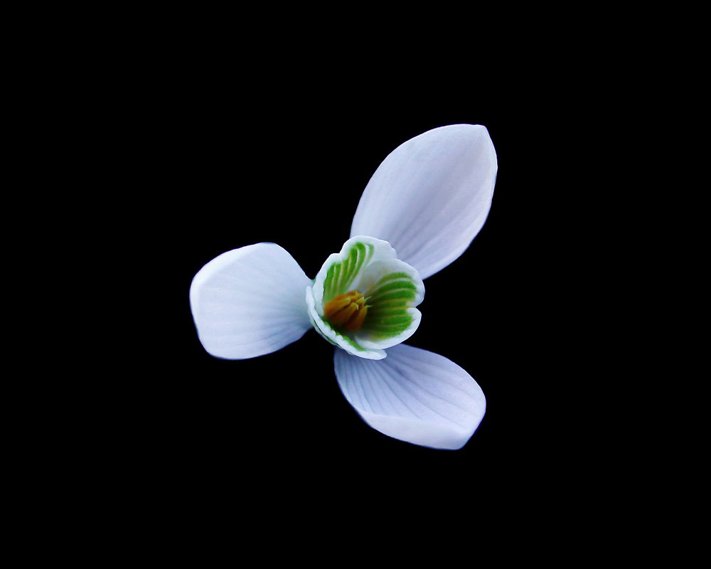 Picture 18 of See the beauty and legendary vitality of snow-blown flowers